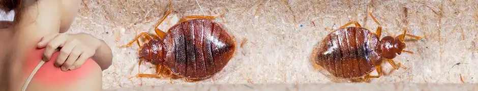 Bed bug control Dubai