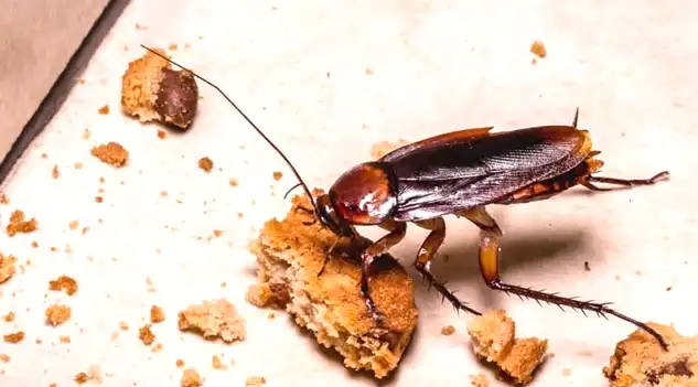 image showing cockroaches 