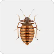 Bed bugs Control