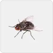 Flies Pest Control