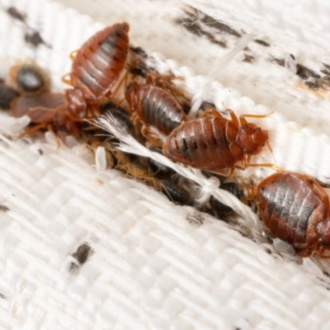 picture showing bedbugs hide in bed mattress