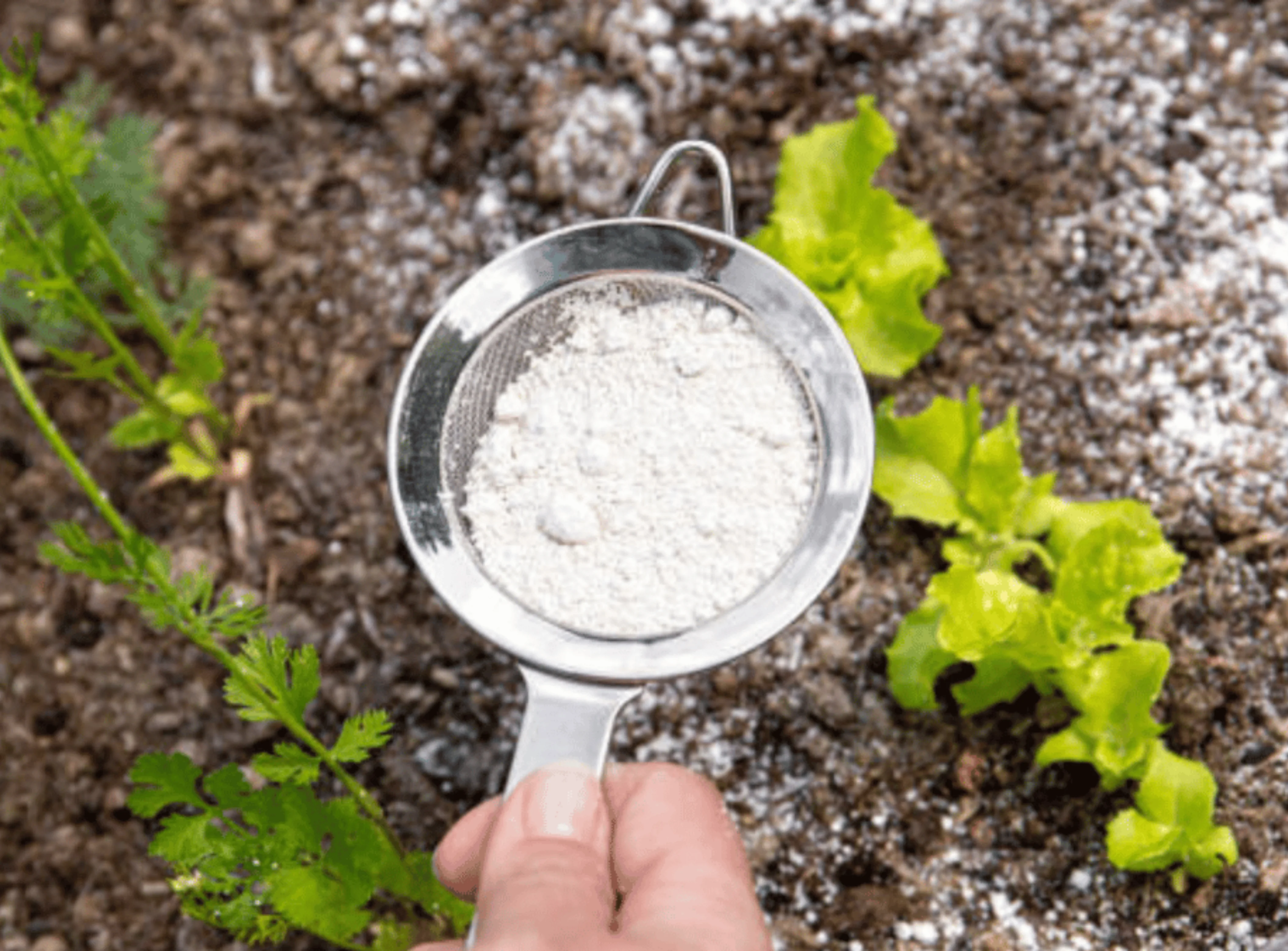 a person holds Diatomite soil in Garden